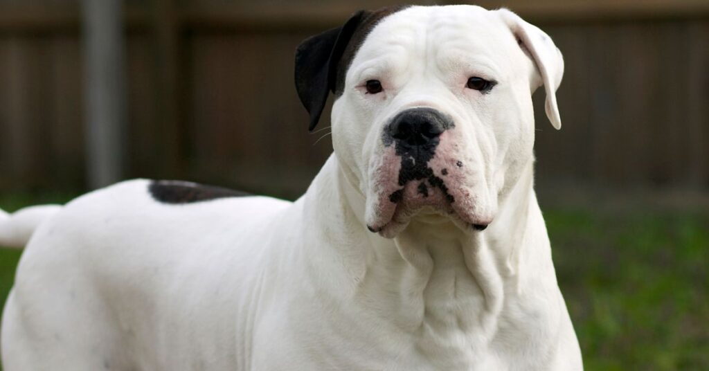 American Bulldog