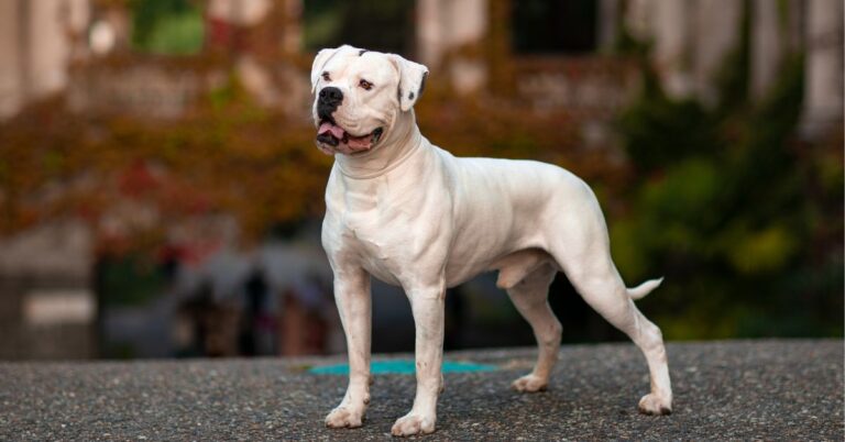 American Bulldog: Loyal, Powerful, and Protective