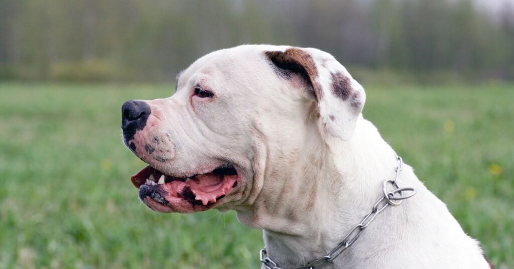 American Bulldog