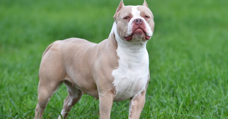 American Bully: Confident, Friendly, and Family-Loving