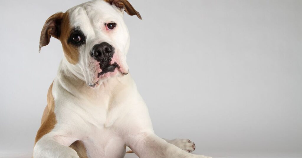 American Bulldog