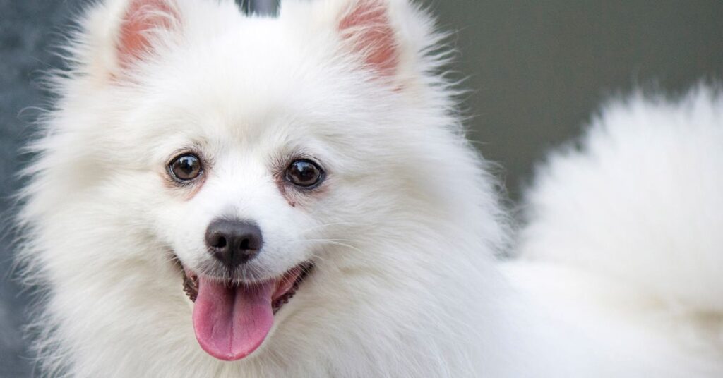 American Eskimo Dog
