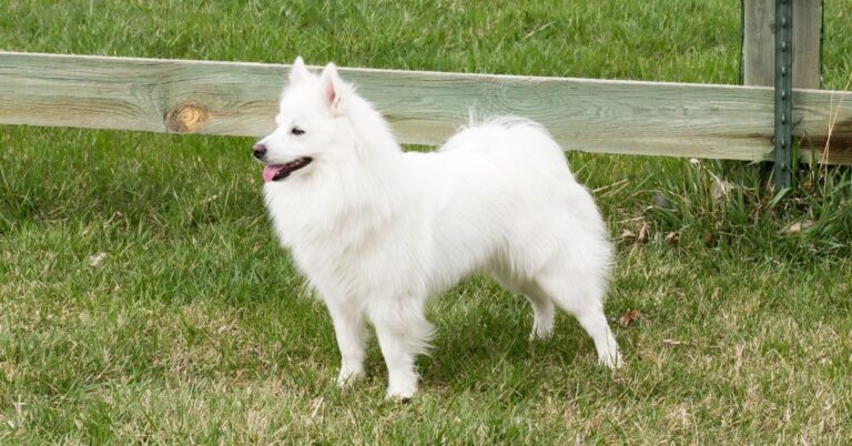 American Eskimo Dog: Fluffy, Loving, and Intelligent