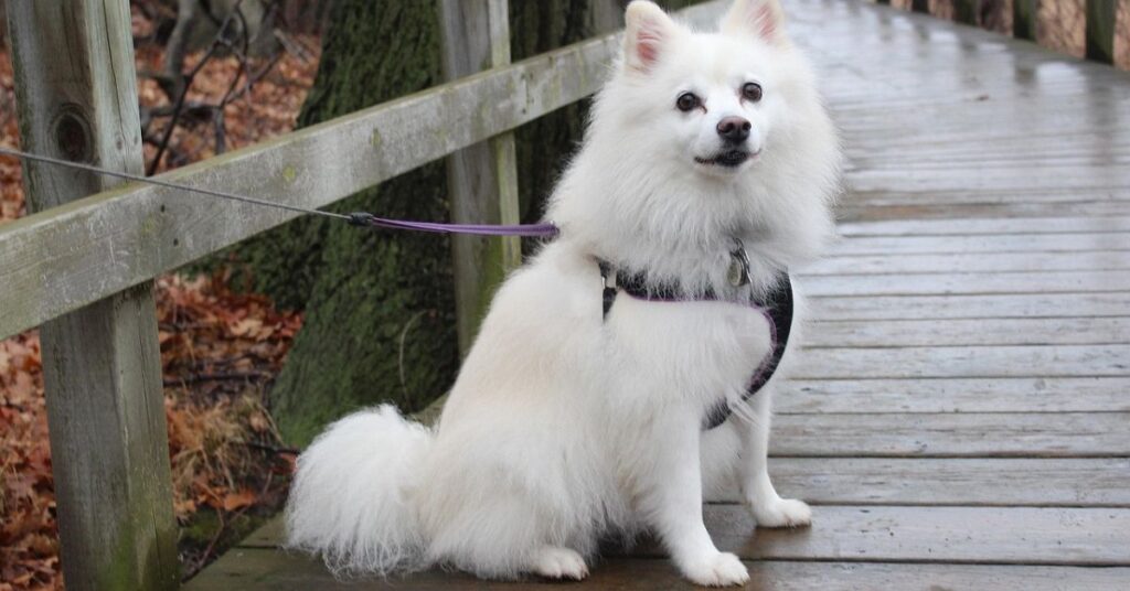 American Eskimo Dog