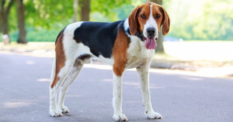 American Foxhound: Energetic, Independent, and Friendly