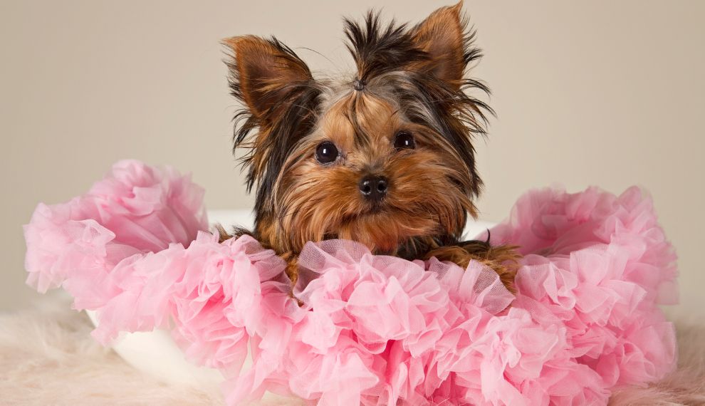 Yorkshire Terrier