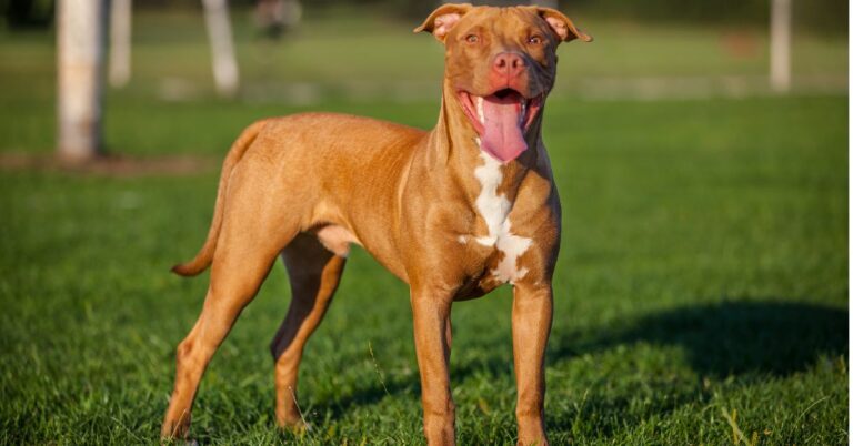 American Pit Bull Terrier: Loyal and Strong, but Misunderstood