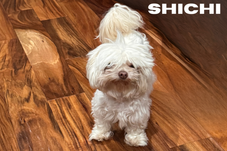 ShiChi – A to Z Breed Guide