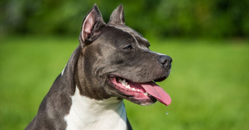 American Staffordshire Terrier