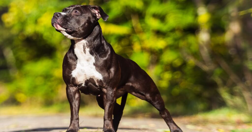 American Staffordshire Terrier