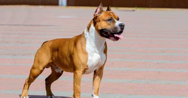 American Staffordshire Terrier: Strong, Loving, and Loyal