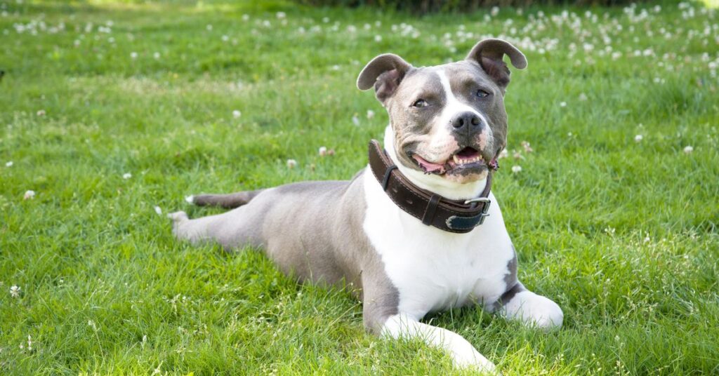 American Staffordshire Terrier