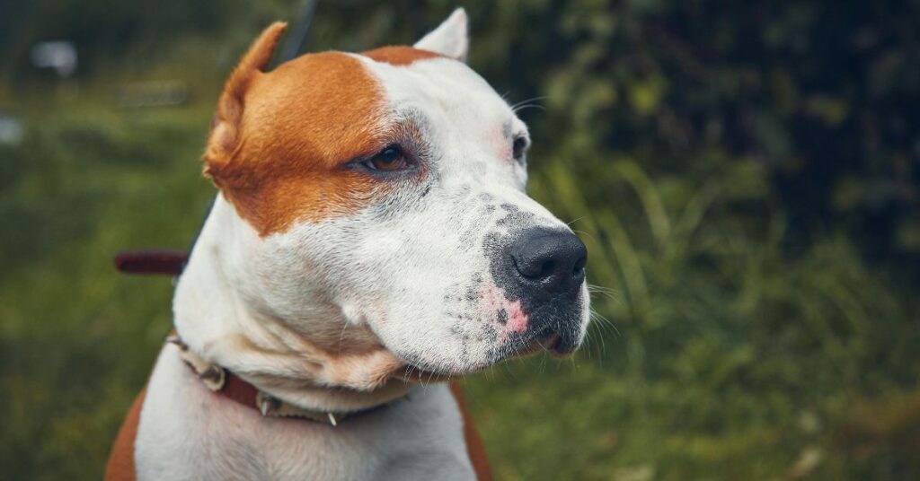 American Staffordshire Terrier