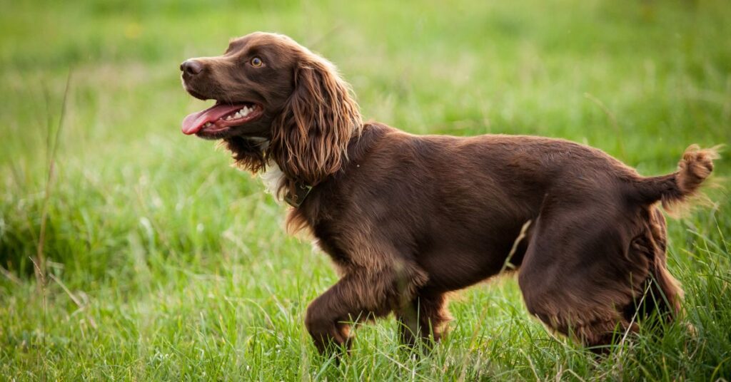 American Water Spaniel