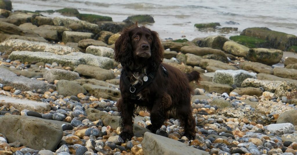American Water Spaniel