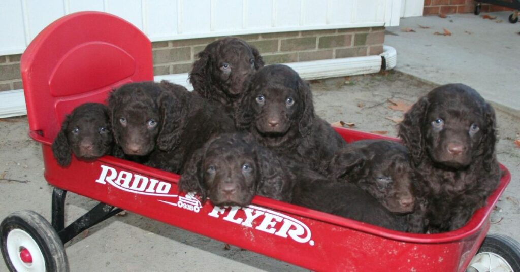 American Water Spaniel puppies