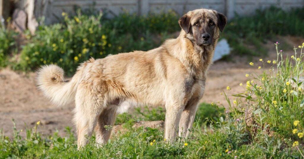 Anatolian Shepherd Dog