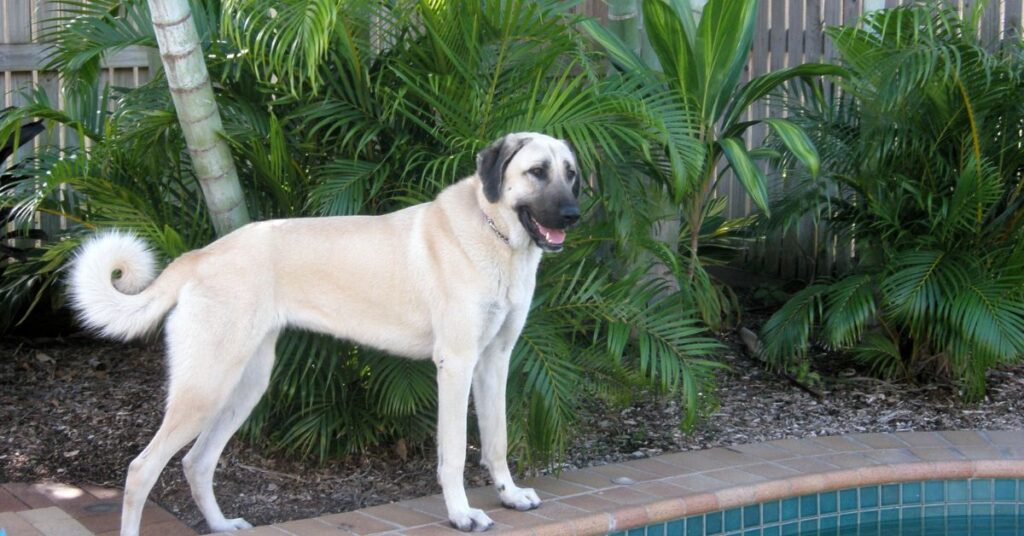 Anatolian Shepherd Dog