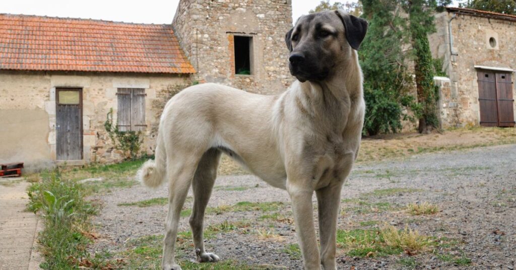 Anatolian Shepherd Dog
