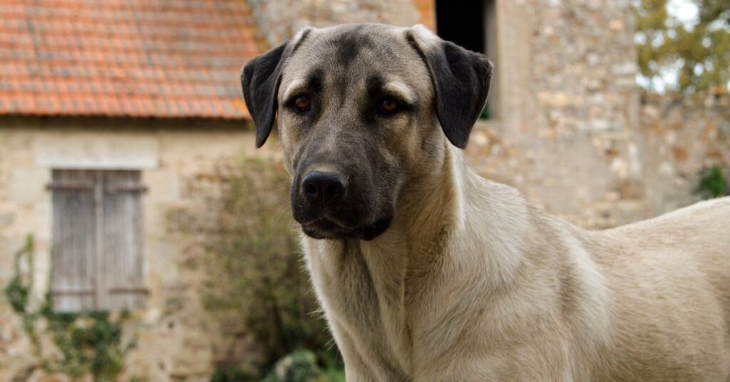 Anatolian Shepherd Dog