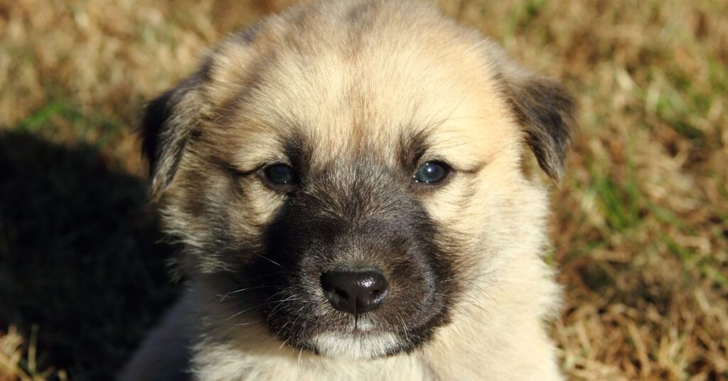 Anatolian Shepherd Dog Puppy