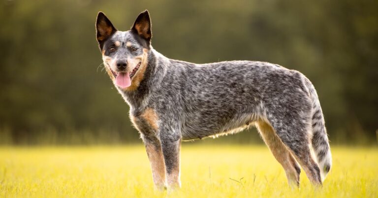 Australian Cattle Dog: Tough, Tenacious & Always on the Move