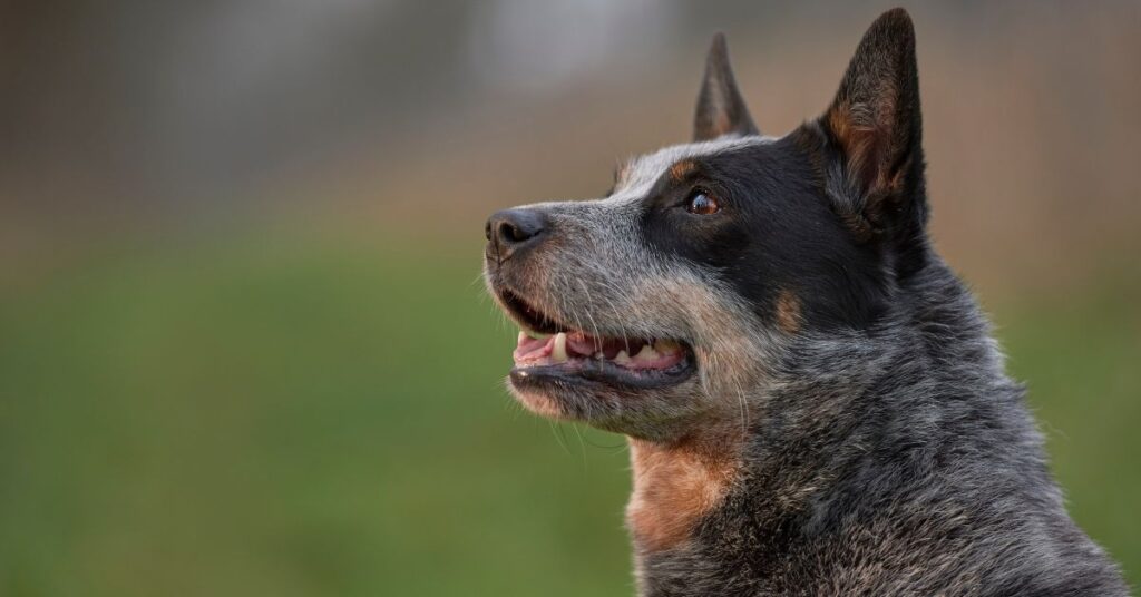 Australian Cattle Dog