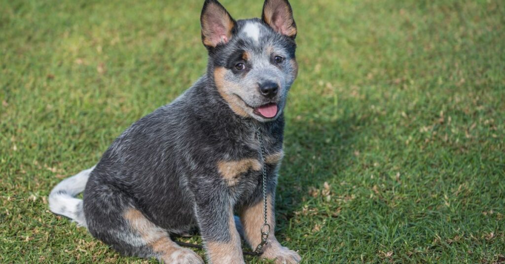 Australian Cattle Dog