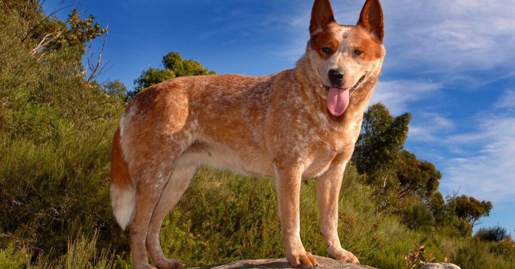 Australian Cattle Dog