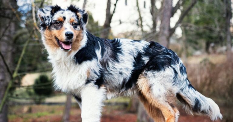 Australian Shepherd: The Intelligent & Energetic Herding Star