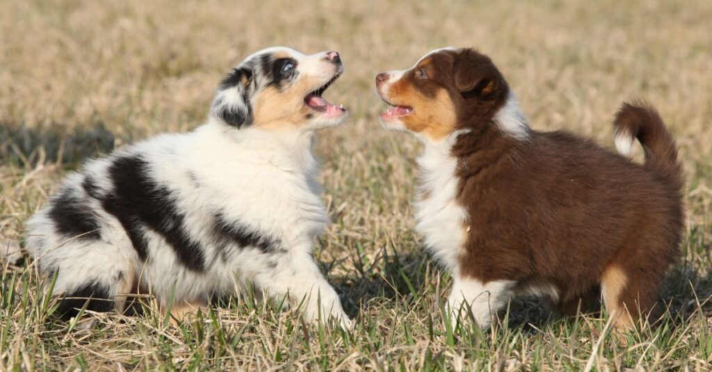 Australian Shepherd Puppies