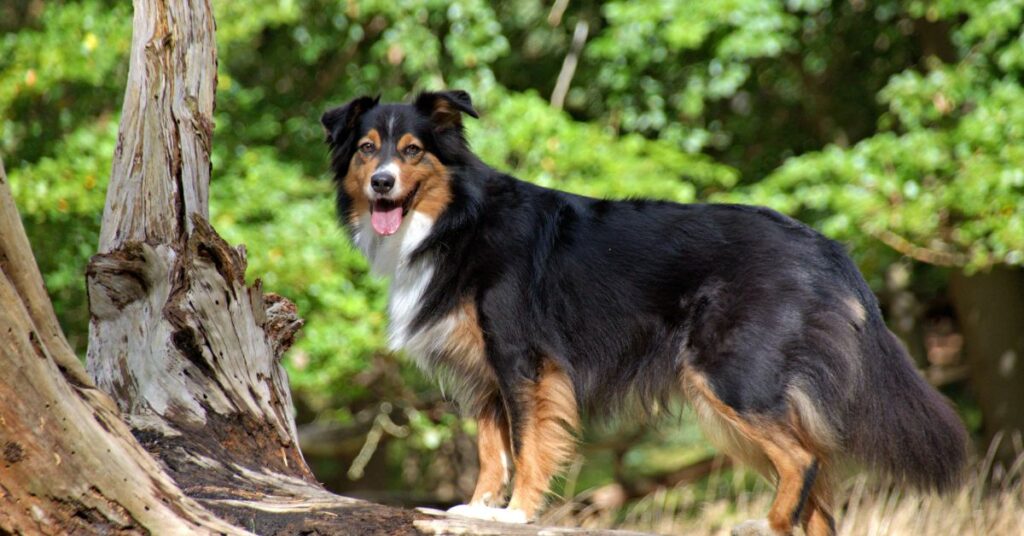 Australian Shepherd