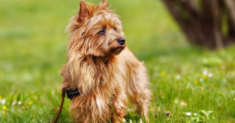 Australian Terrier: Spirited, Small & Full of Personality