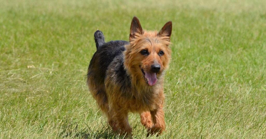 Australian Terrier