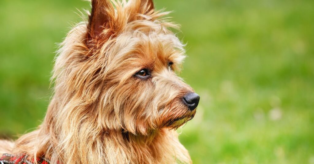 Australian Terrier