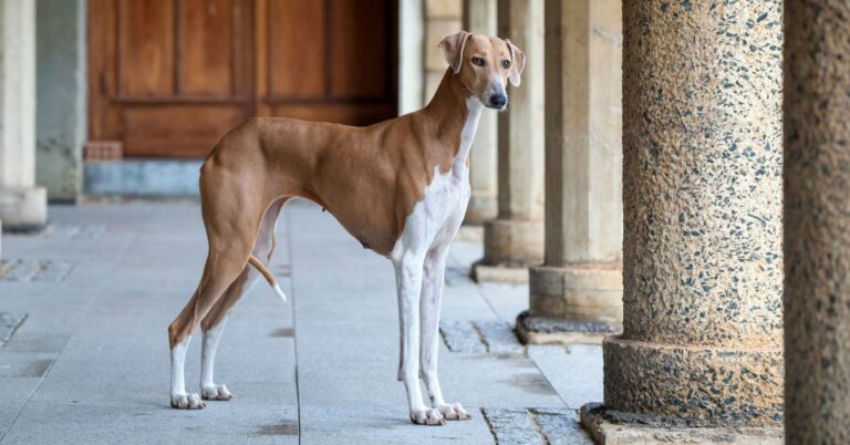 Azawakh: The Elegant, Aloof & Lightning-Fast Sighthound