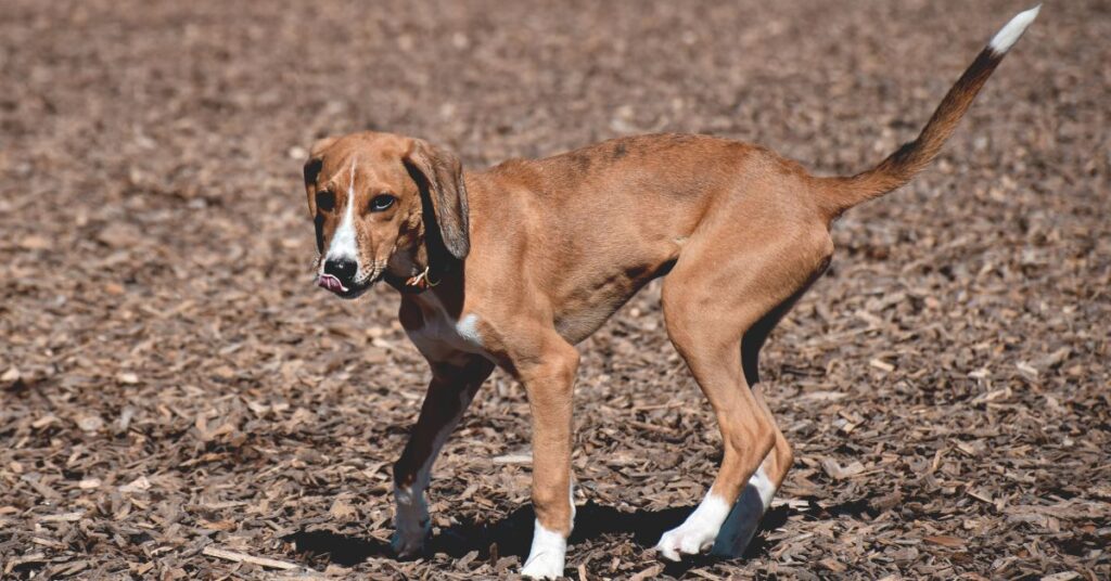 Azawakh Puppy
