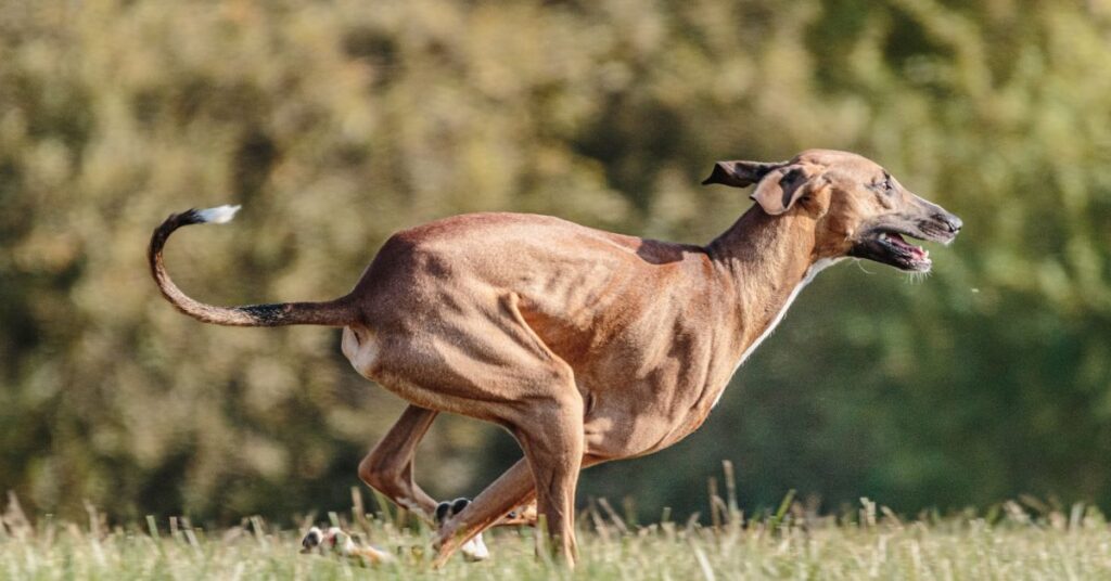 Azawakh running