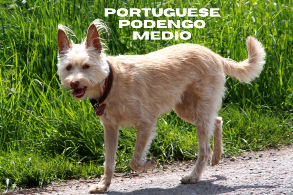 Portuguese Podengo Medio