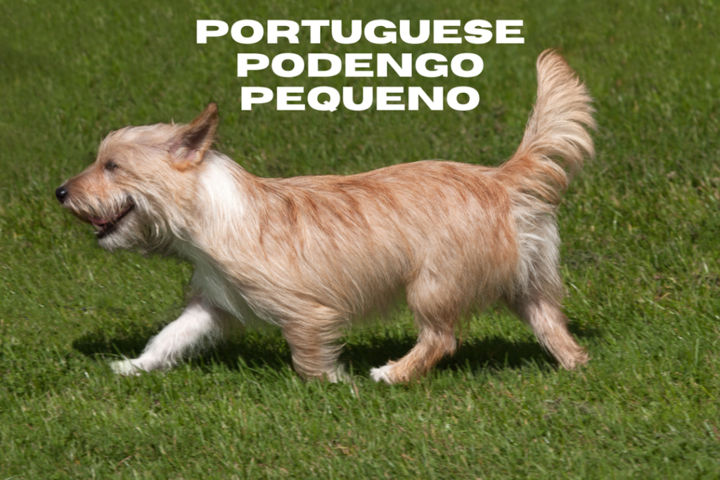 Portuguese Podengo Pequeno