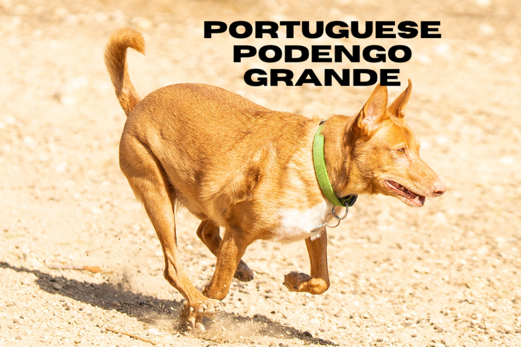Portuguese Podengo Grande