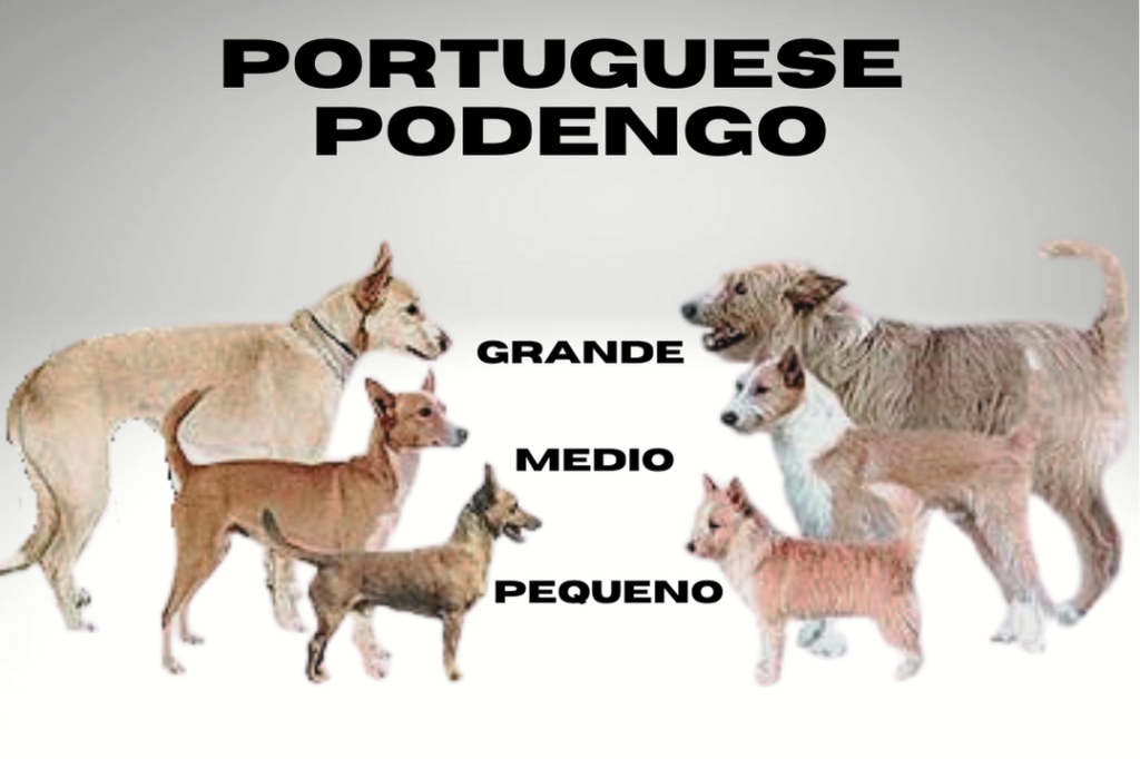 Portuguese Podengo Size and Coat Chart