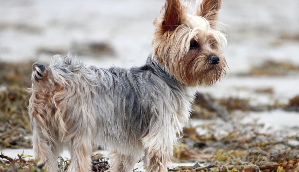 Yorkshire Terrier