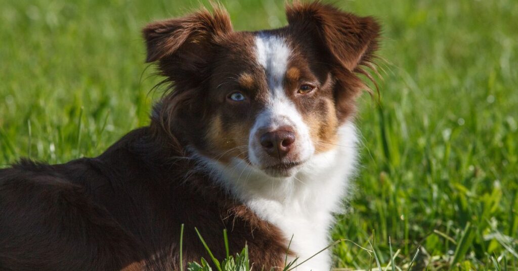Australian Shepherd