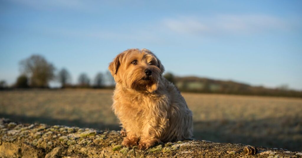 Norfolk Terrier