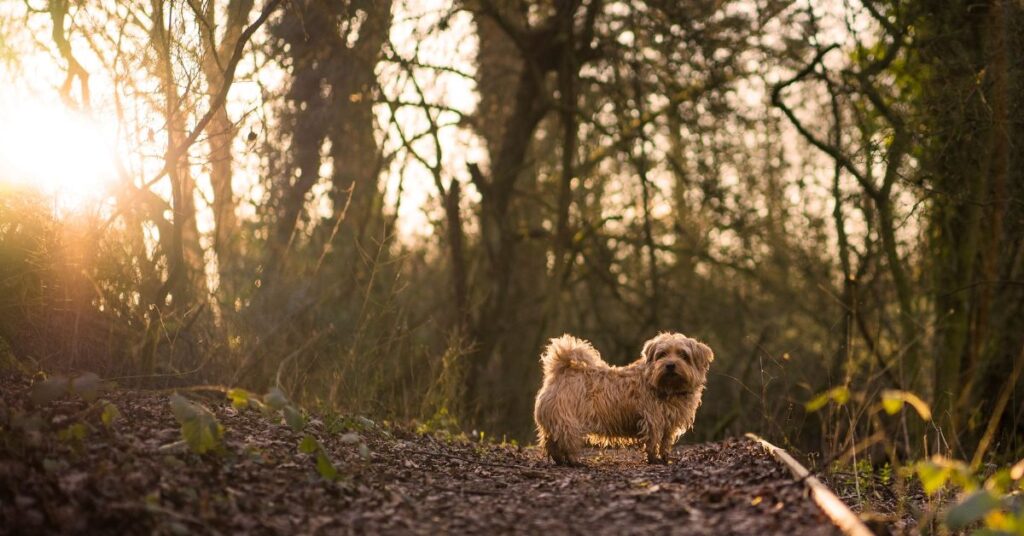 Norfolk Terrier