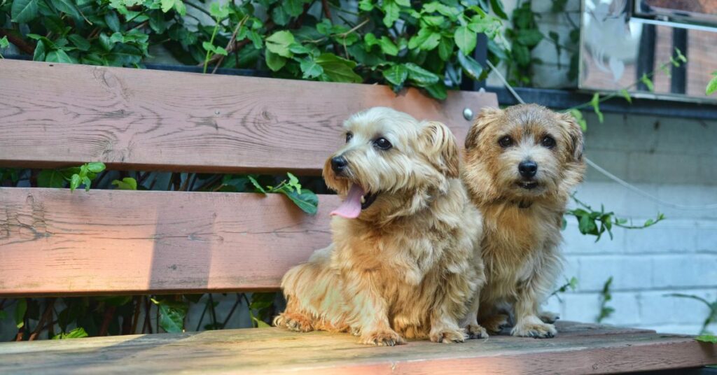 Norfolk Terriers