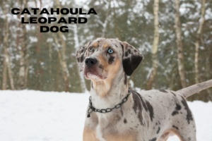 Catahoula Leopard Dog