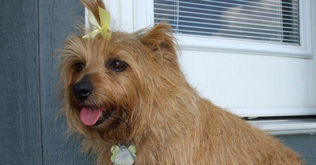 Norfolk Terrier