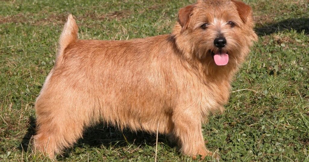 Norfolk Terrier